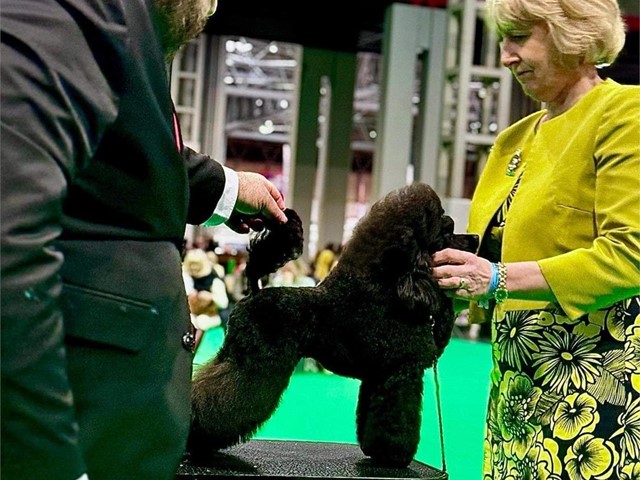 Crufts 2024