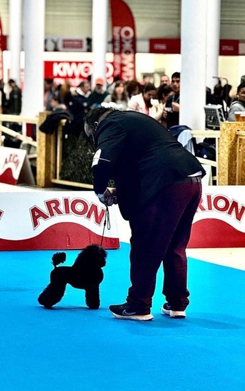 Espectáculo canino internacional de Valladolid - Imagen 2